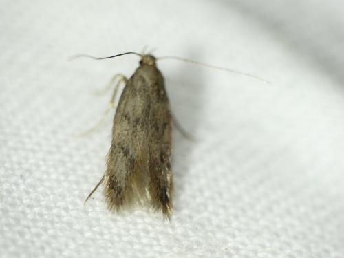 Borkhausenia nefrax